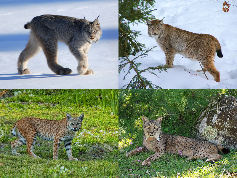 Detail Lynx Images Nomer 2