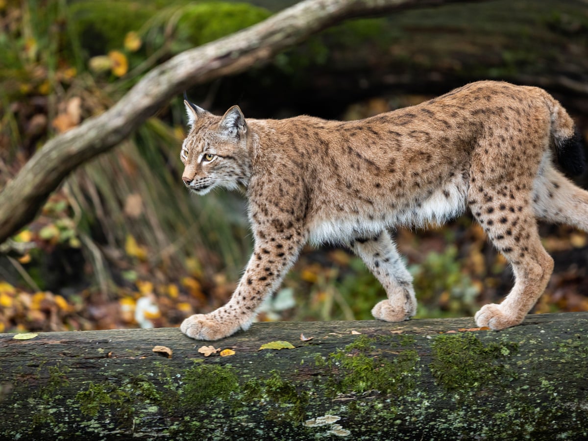 Detail Lynx Images Nomer 11