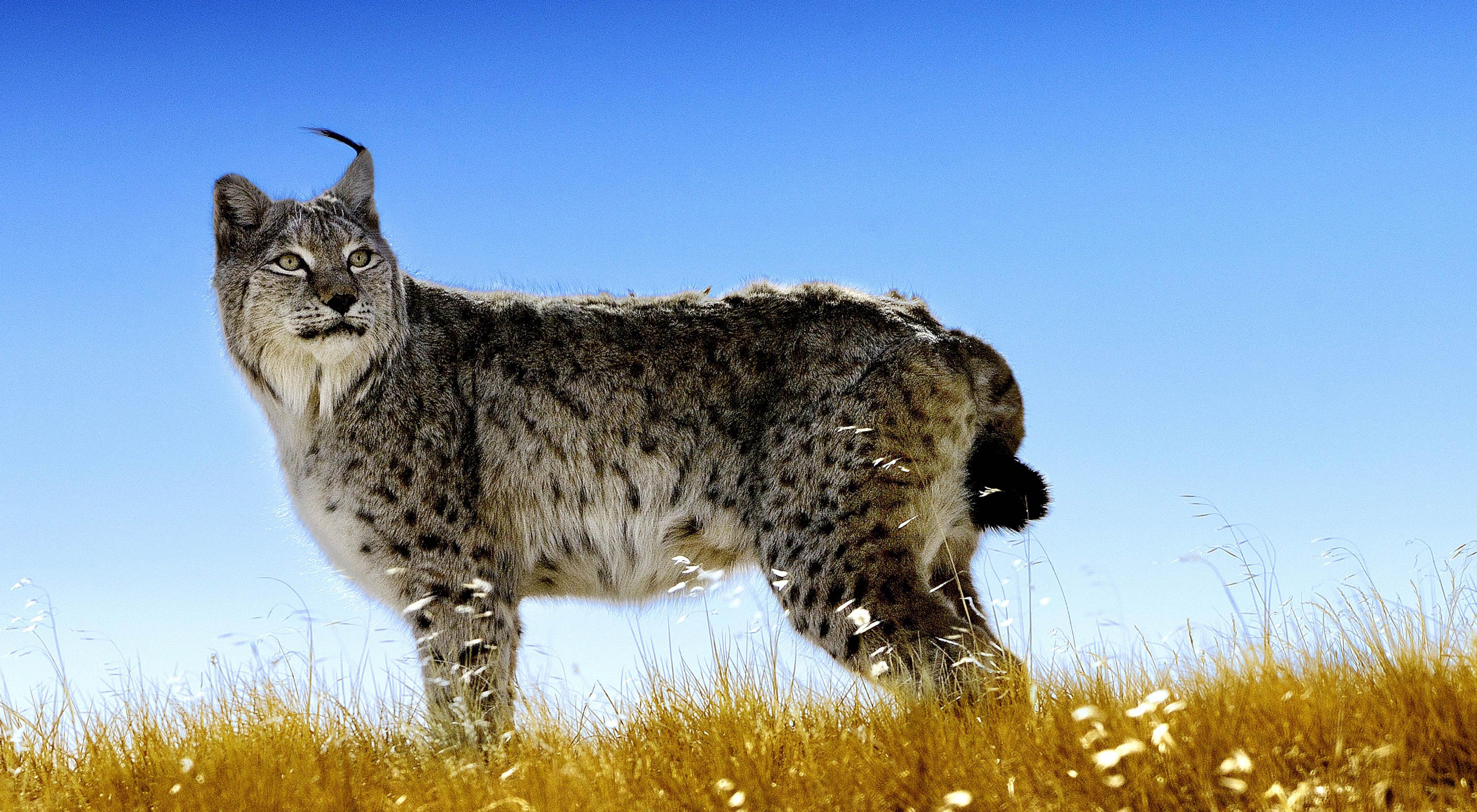 Detail Lynx Images Nomer 3