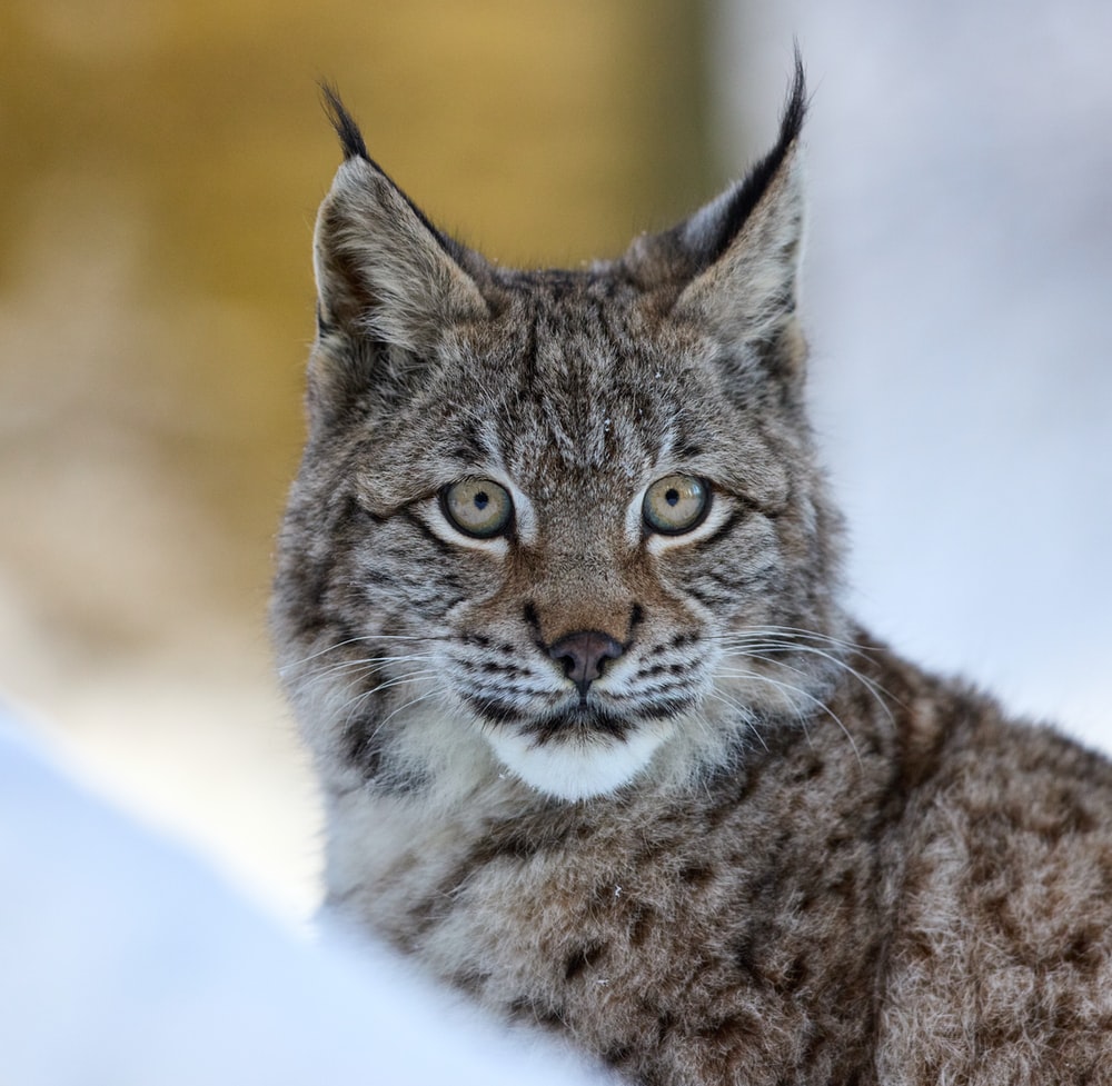 Detail Lynx Images Nomer 18