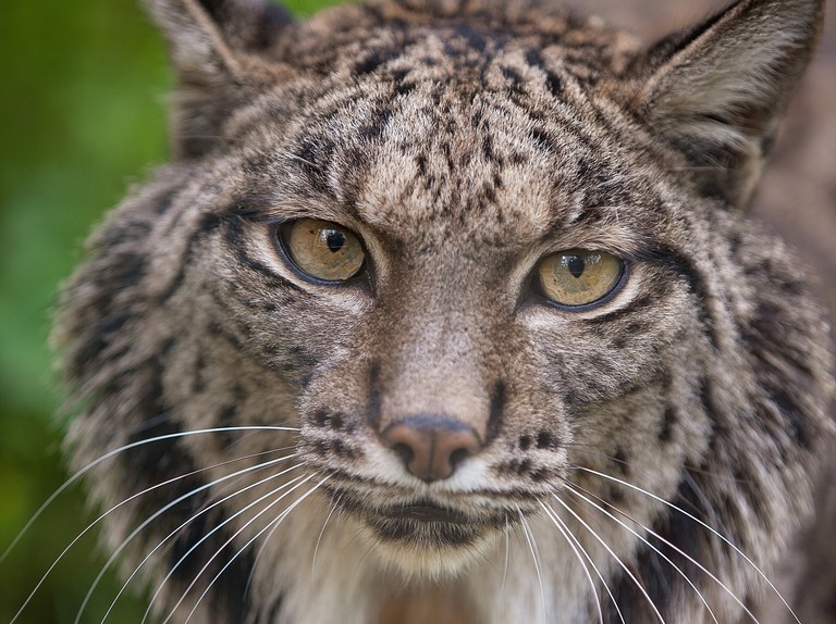 Detail Lynx Images Nomer 20