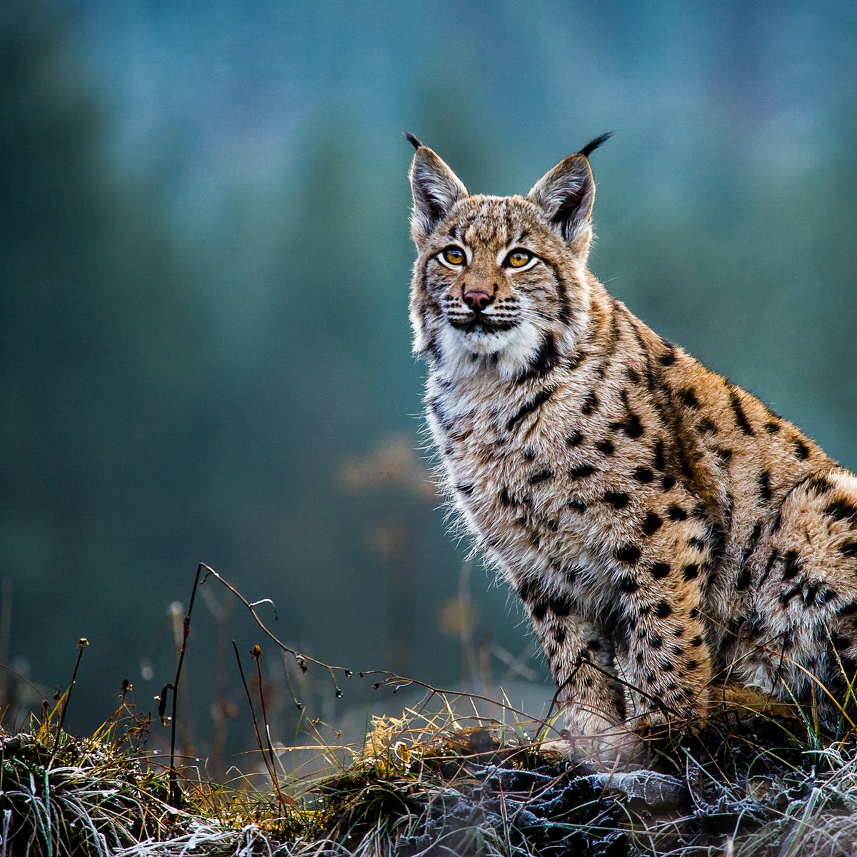 Detail Lynx Images Nomer 21