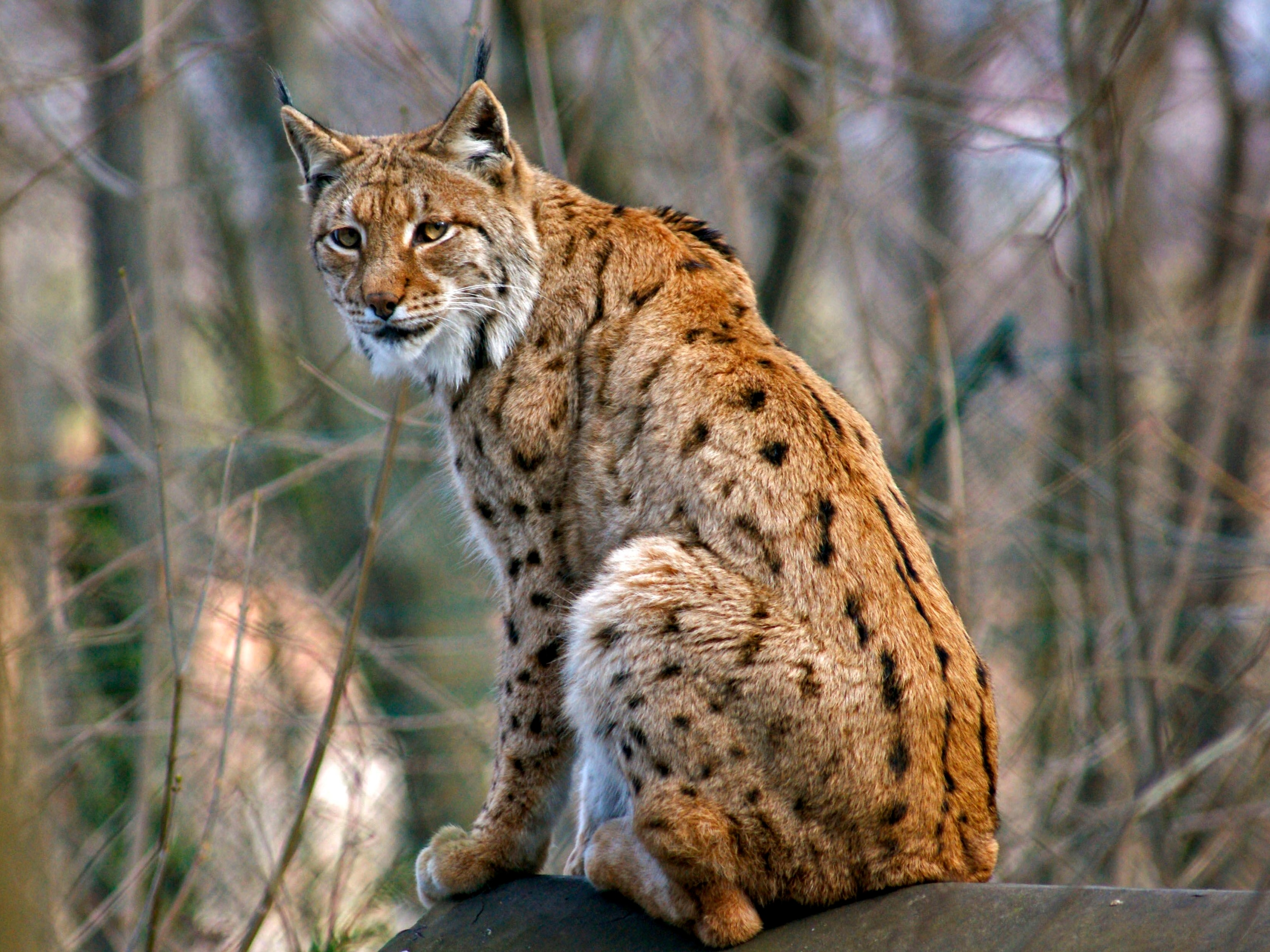 Detail Lynx Images Nomer 22