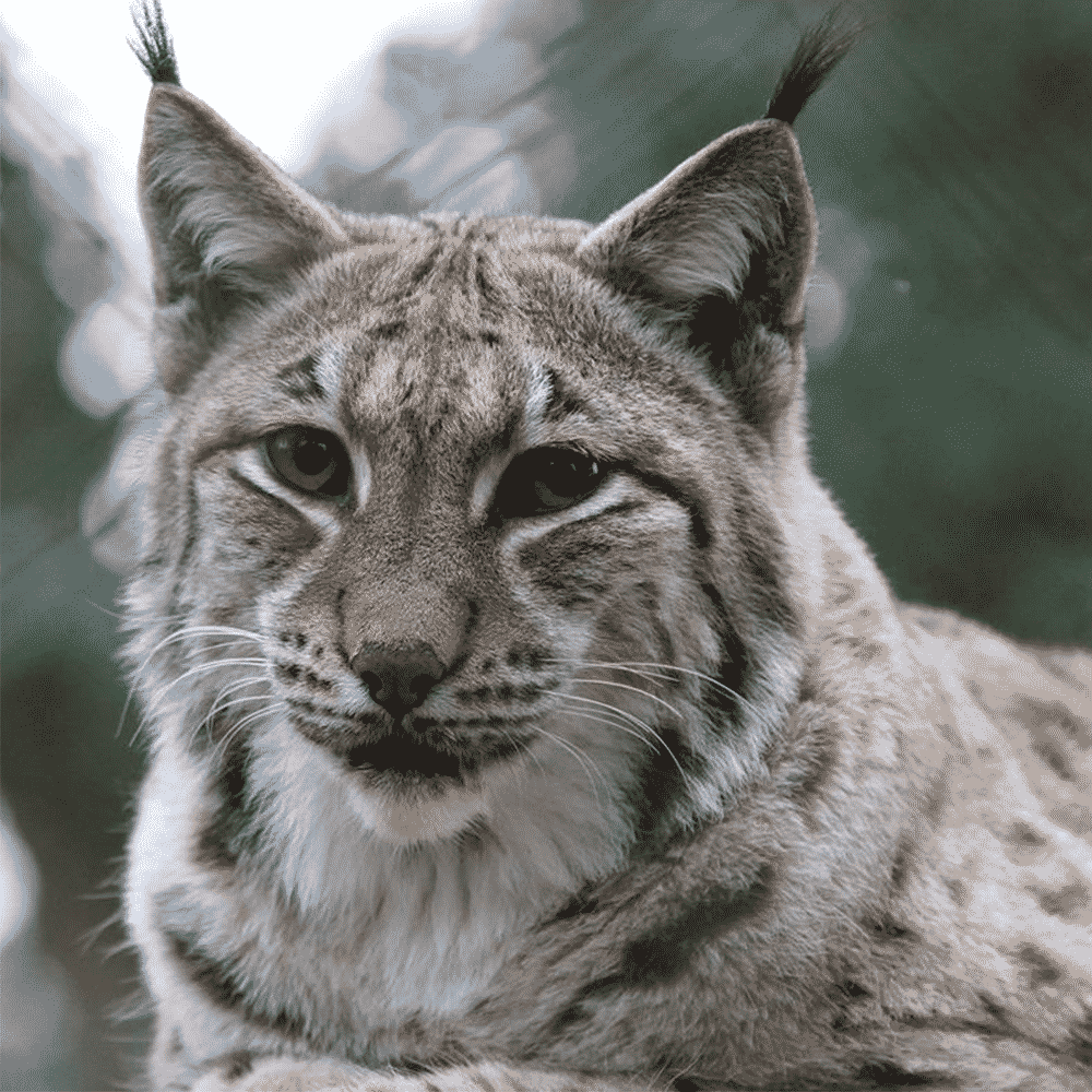 Detail Lynx Images Nomer 23