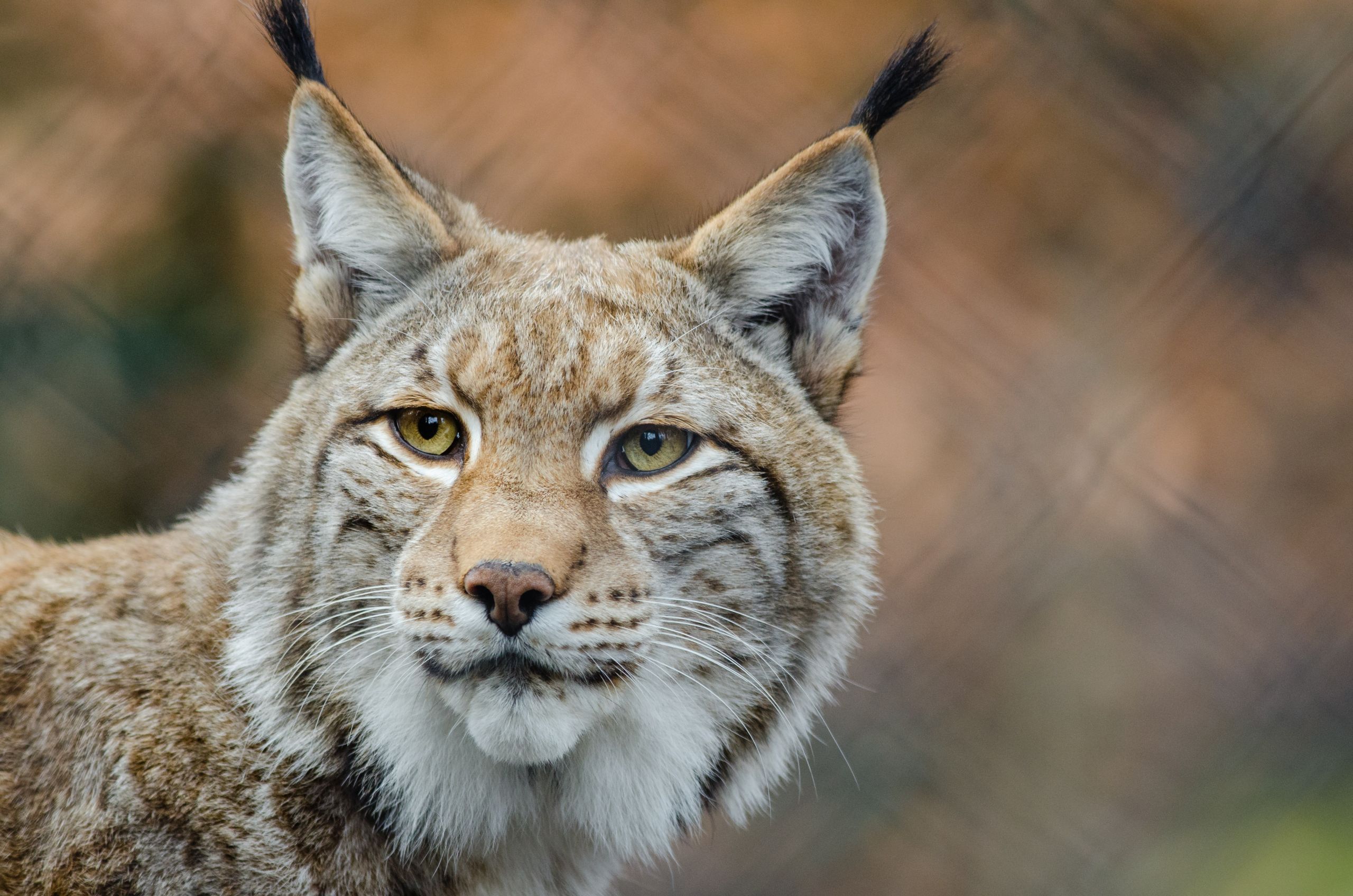 Detail Lynx Images Nomer 4