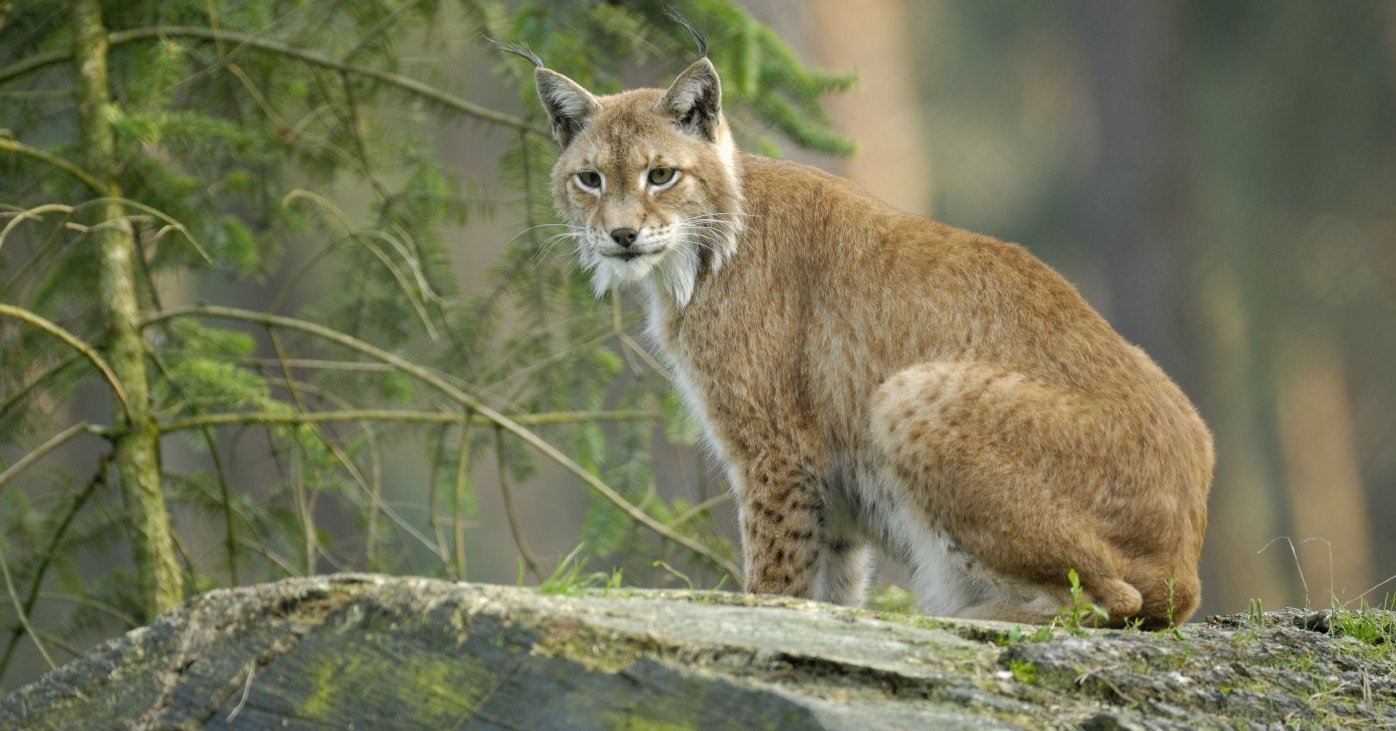 Detail Lynx Images Nomer 28