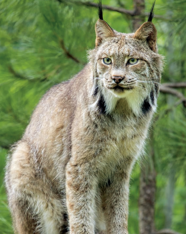Detail Lynx Images Nomer 29