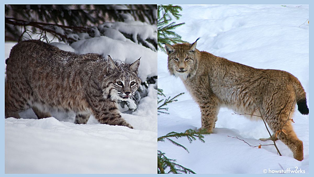 Detail Lynx Images Nomer 31