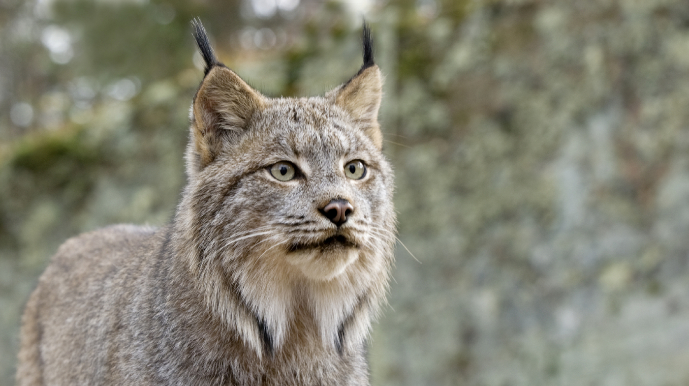 Detail Lynx Images Nomer 33
