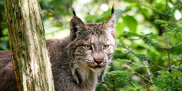 Detail Lynx Images Nomer 37