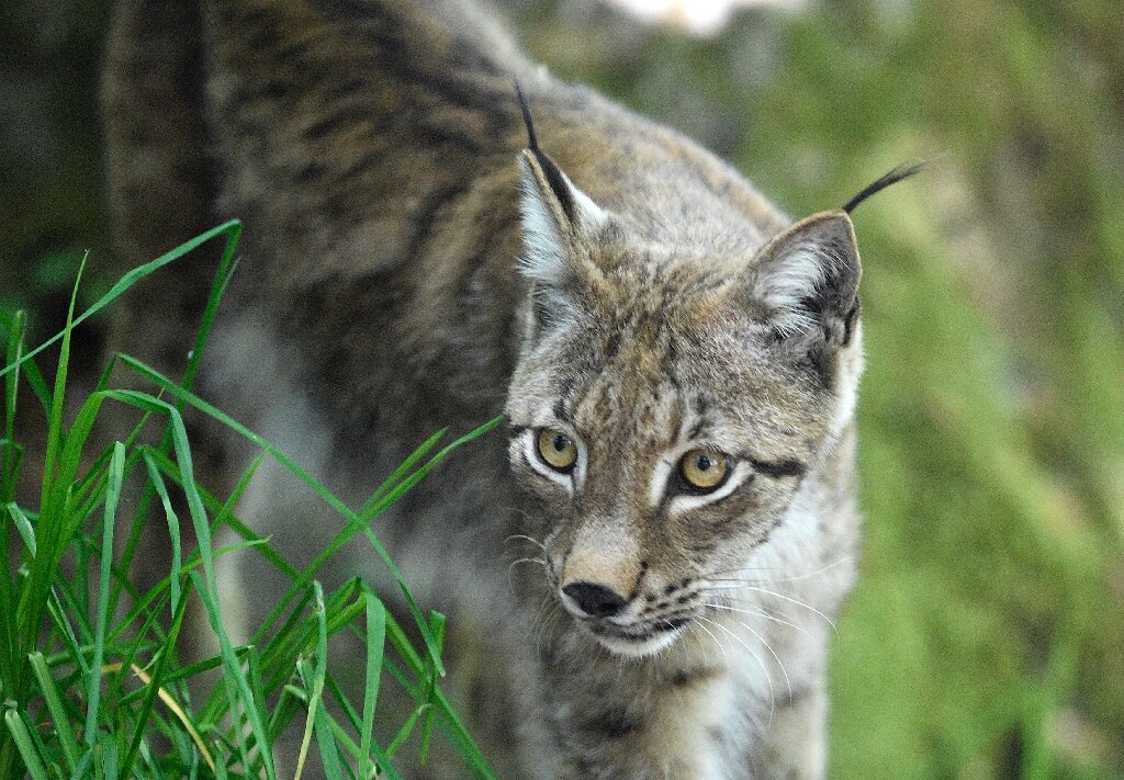 Detail Lynx Images Nomer 39