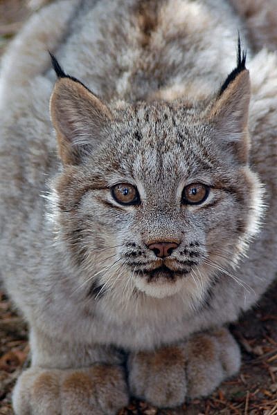 Detail Lynx Images Nomer 40