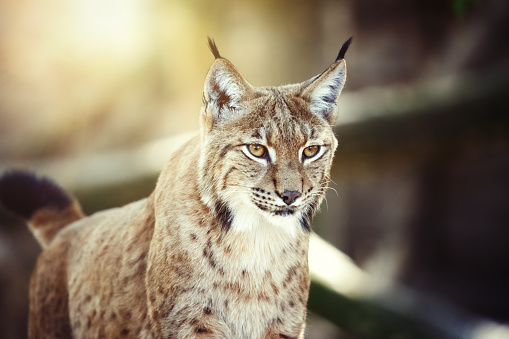 Detail Lynx Images Nomer 41