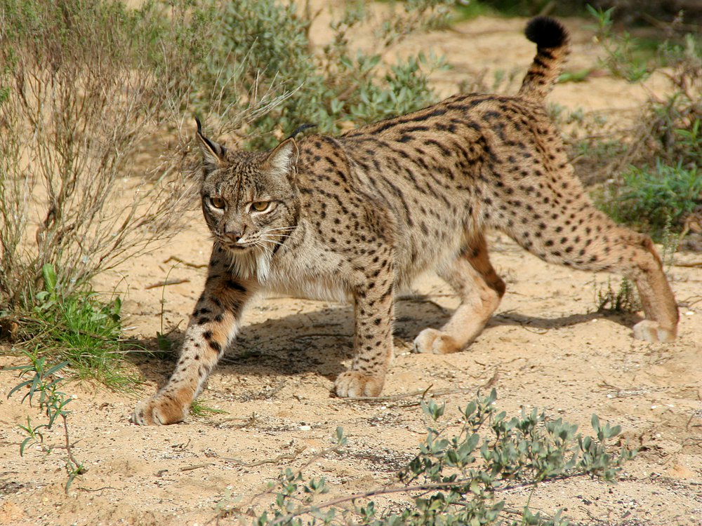 Detail Lynx Images Nomer 42