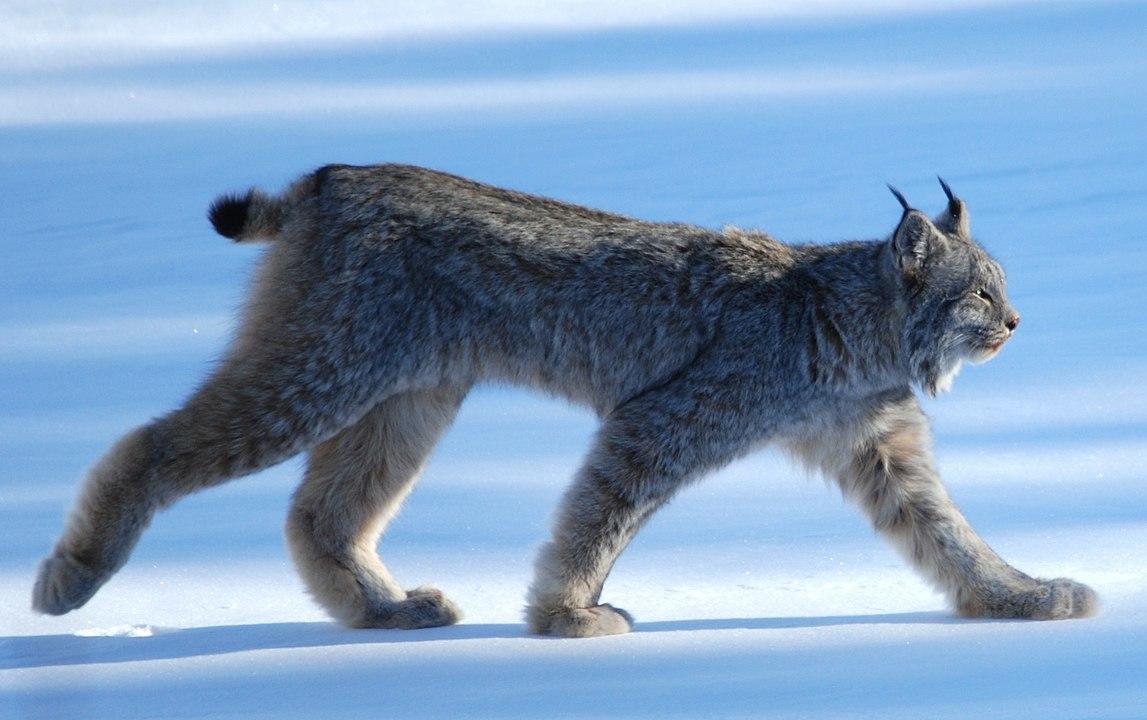Detail Lynx Images Nomer 43