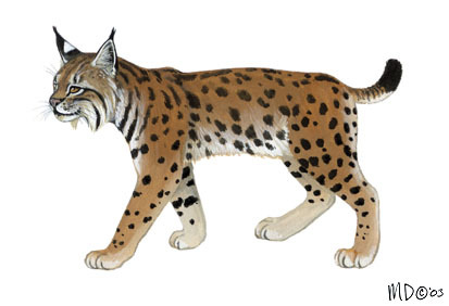 Detail Lynx Images Nomer 46