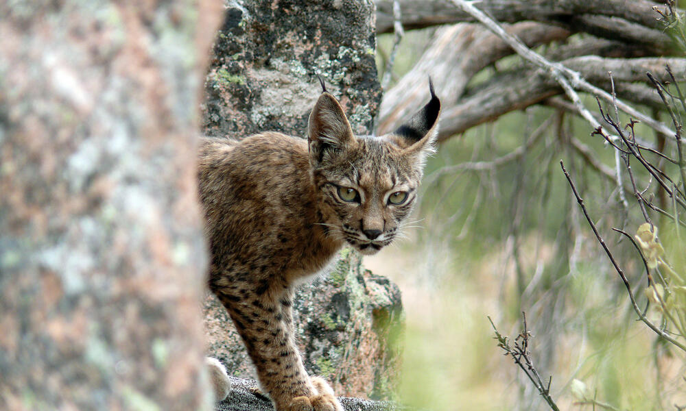 Detail Lynx Images Nomer 47