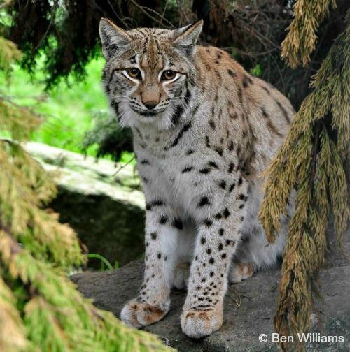 Detail Lynx Images Nomer 50
