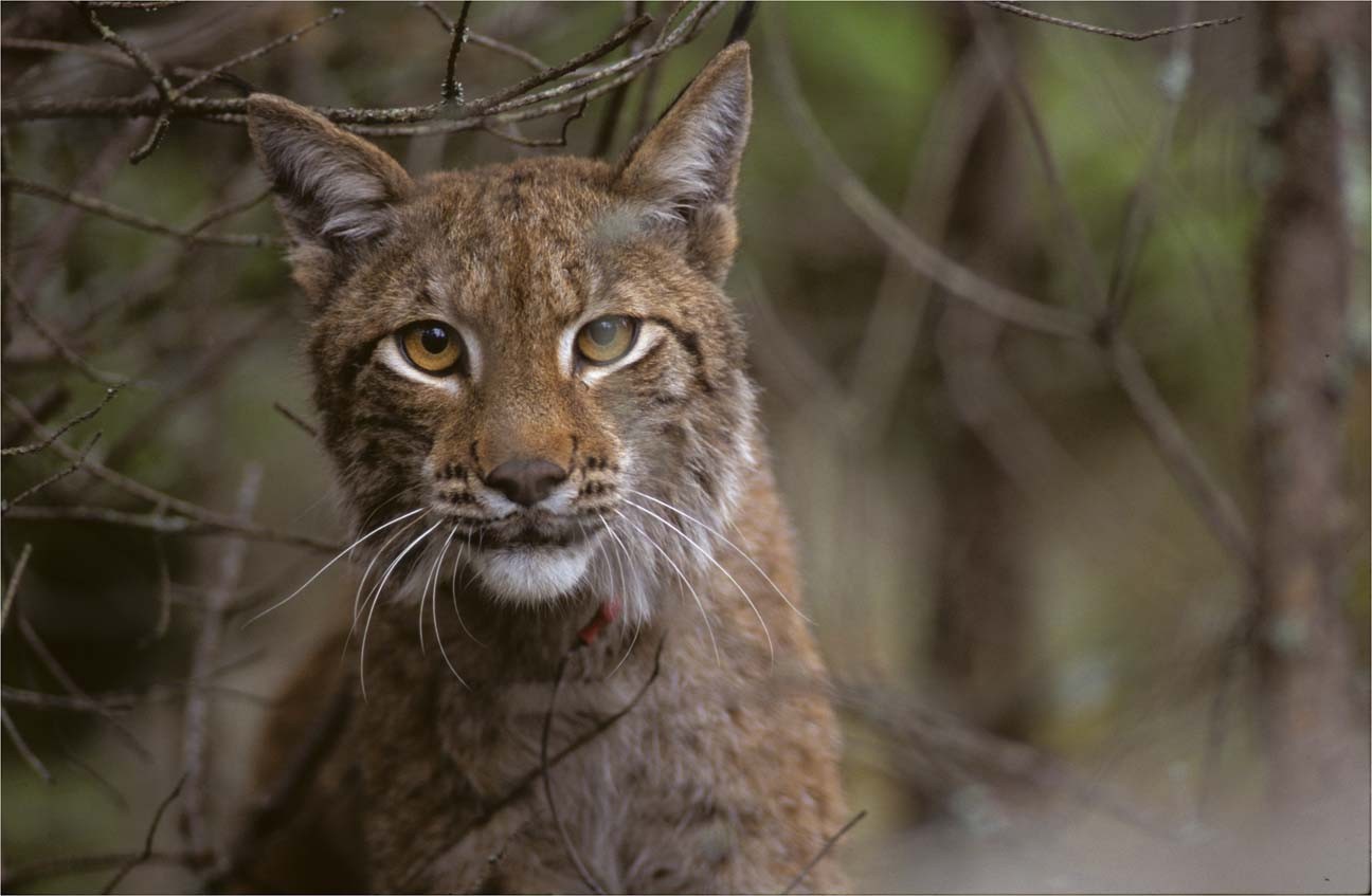 Detail Lynx Images Nomer 51