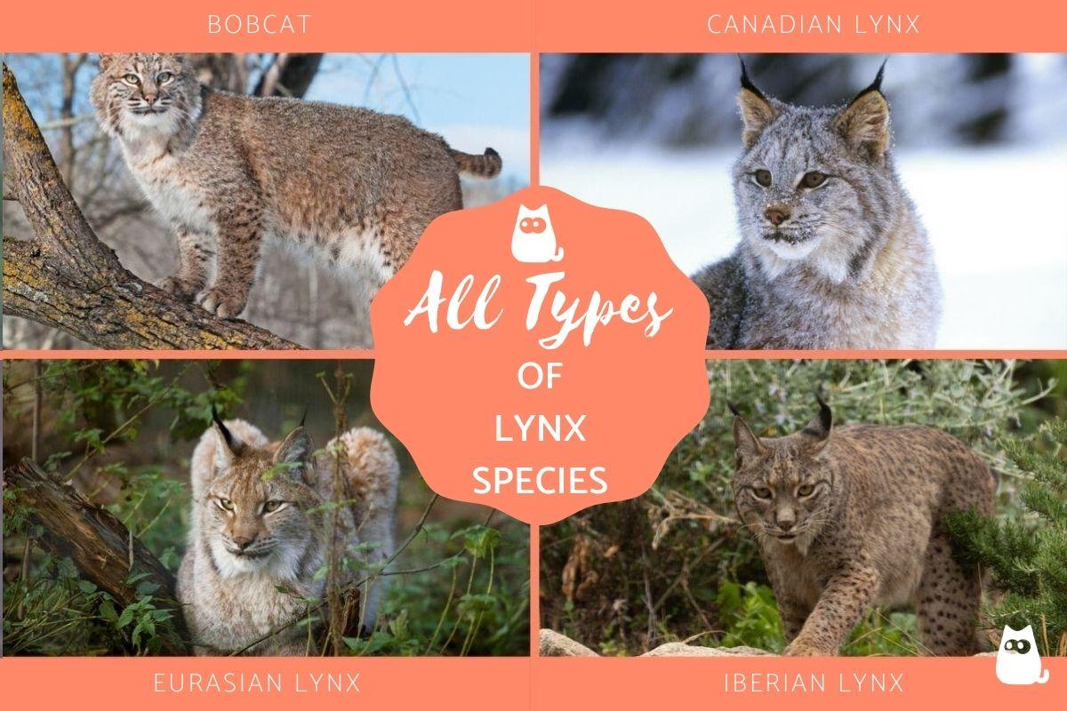 Detail Lynx Images Nomer 54