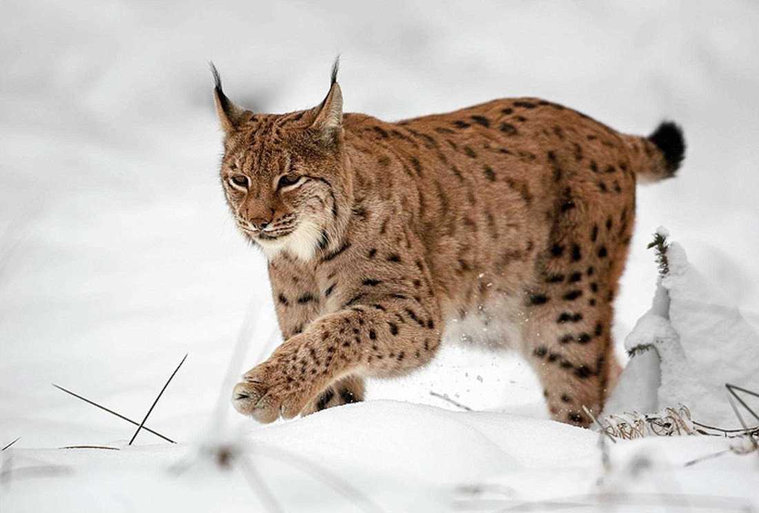 Detail Lynx Images Nomer 7