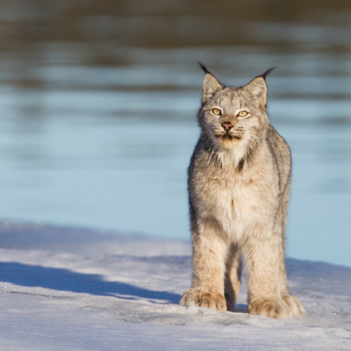Detail Lynx Images Nomer 8