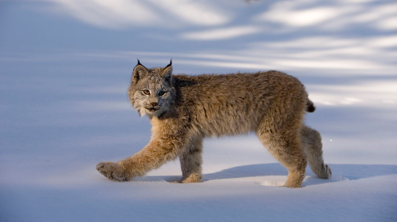 Detail Lynx Images Nomer 9