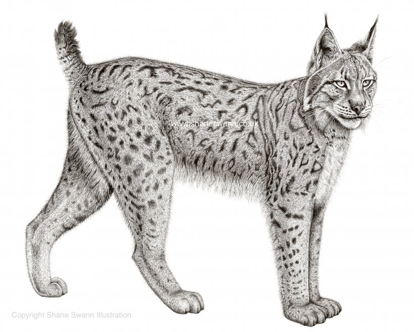 Detail Lynx Png Nomer 25