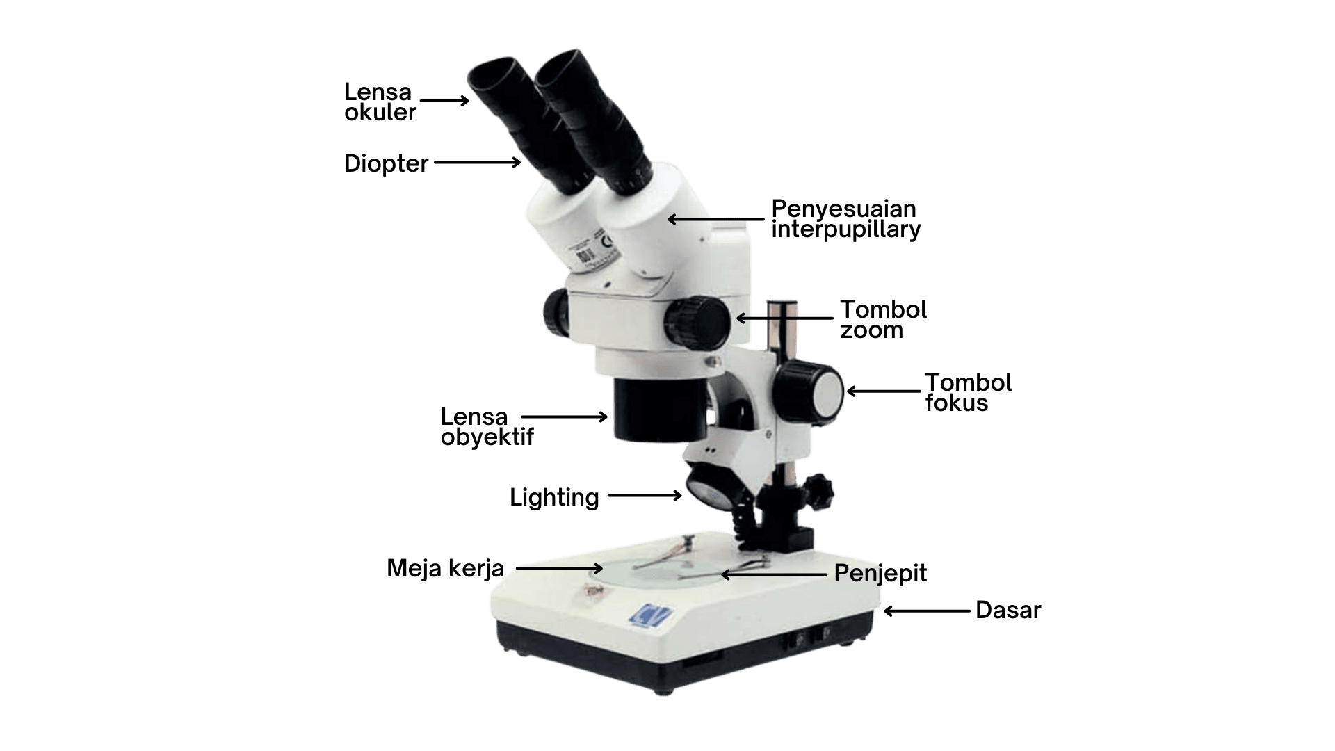 Detail Pengolahan Gambar Pada Mikroskop Digital Nomer 8