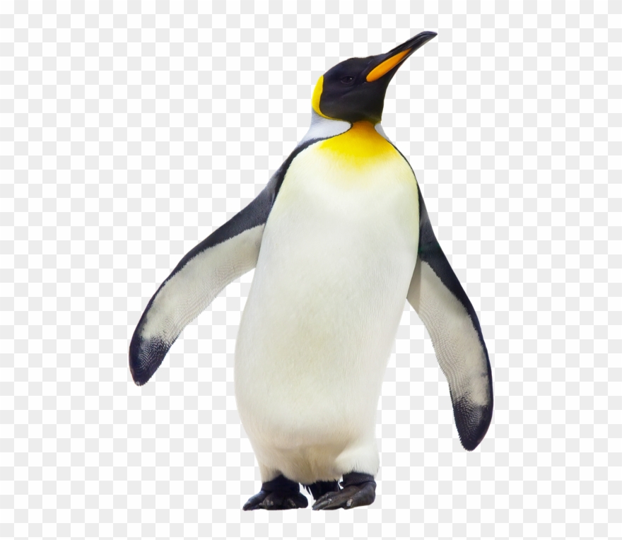 Detail Penguin Clipart Png Nomer 31