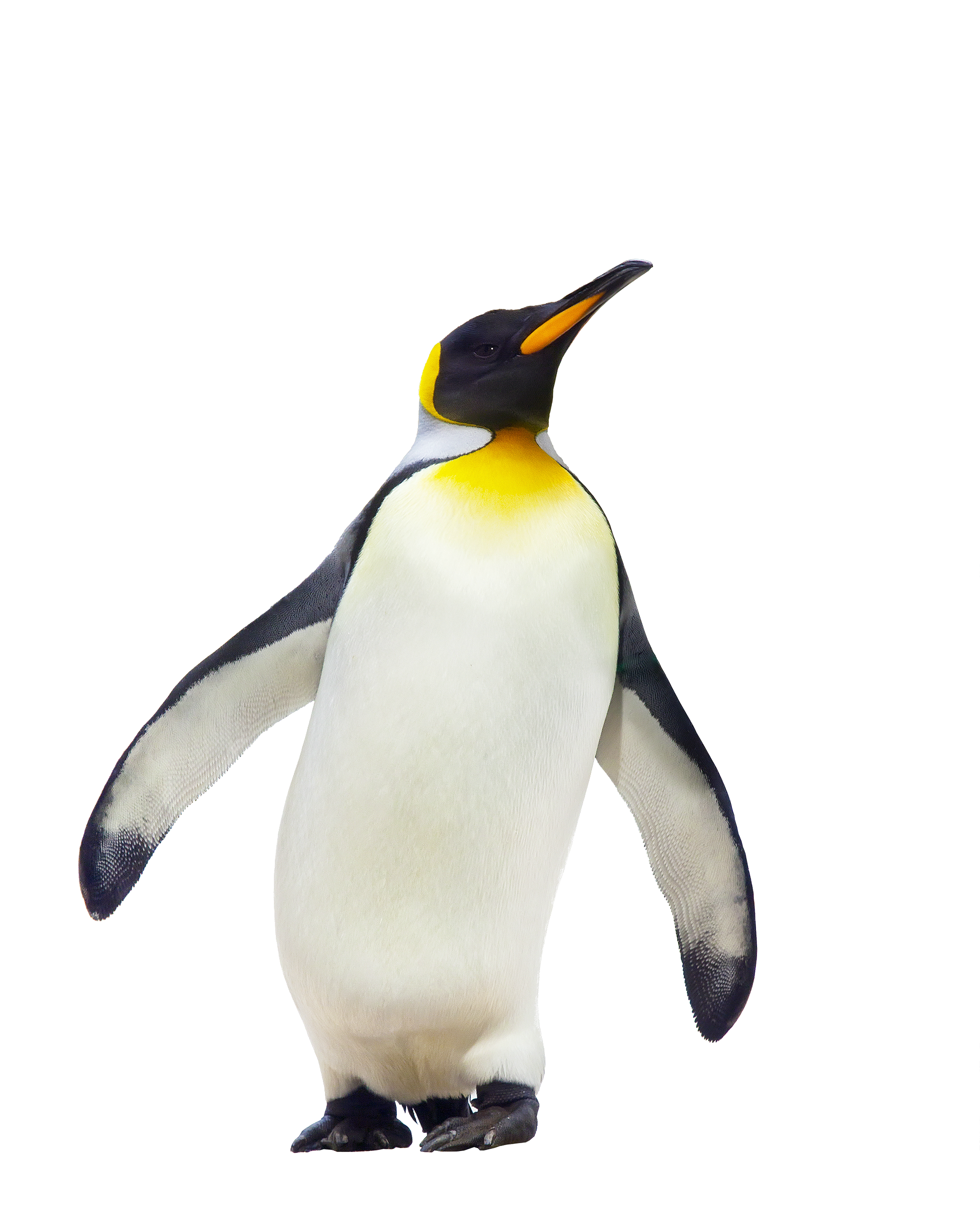 Detail Penguin Images Free Download Nomer 17