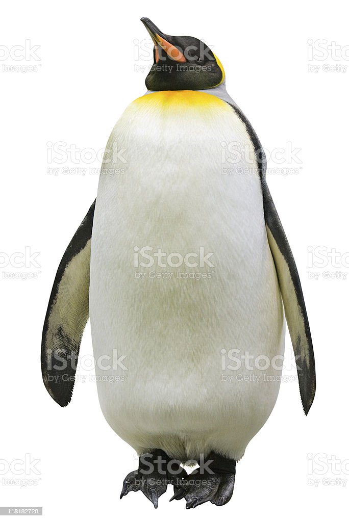 Detail Penguin Images Free Download Nomer 22