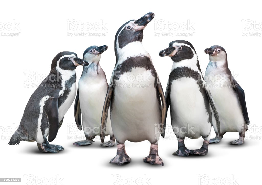 Detail Penguin Images Free Download Nomer 35