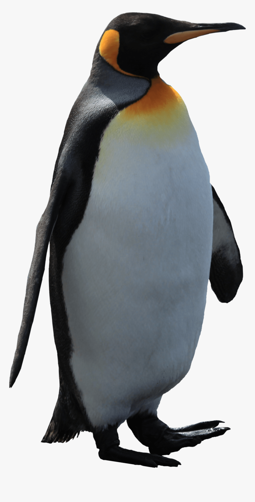 Detail Penguin Images Free Download Nomer 44