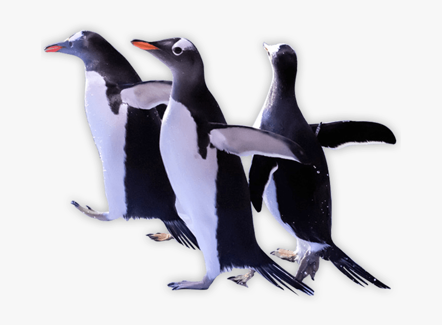 Detail Penguin Images Free Download Nomer 50
