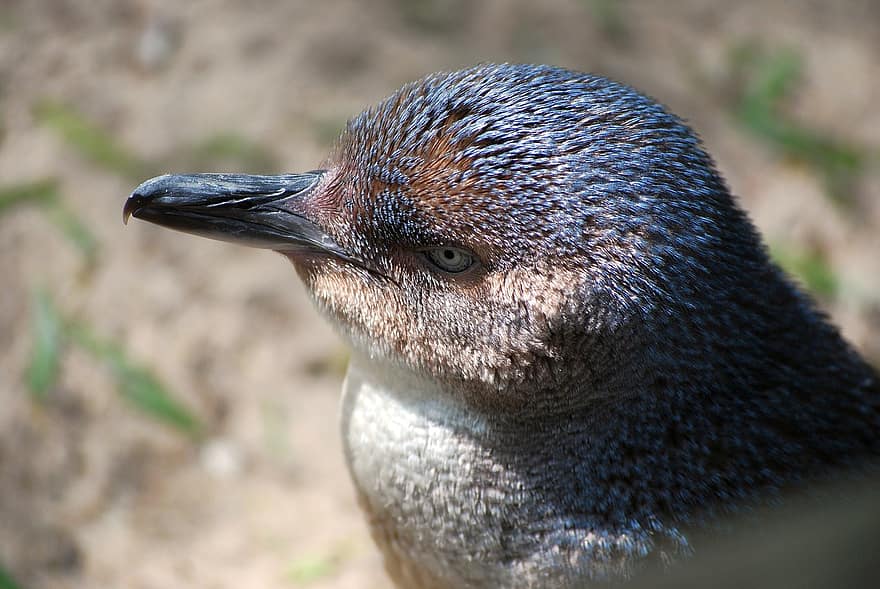 Detail Penguin Peri Nomer 16
