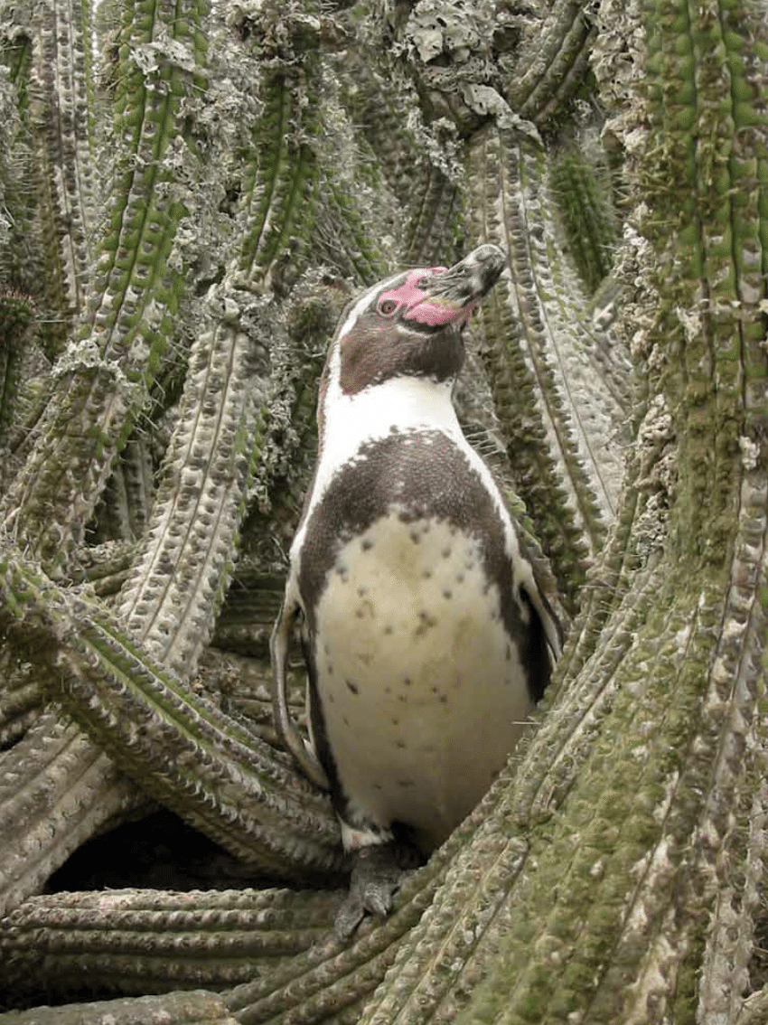 Detail Penguin Peri Nomer 44