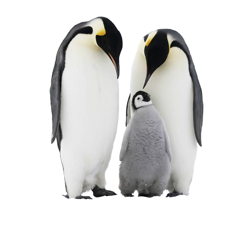 Detail Penguin Transparent Nomer 8