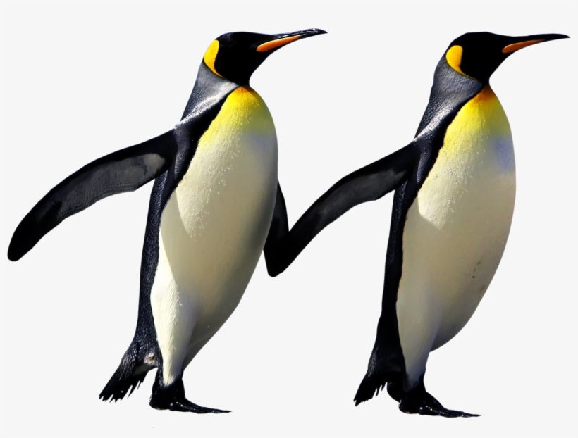 Detail Penguin Transparent Nomer 11