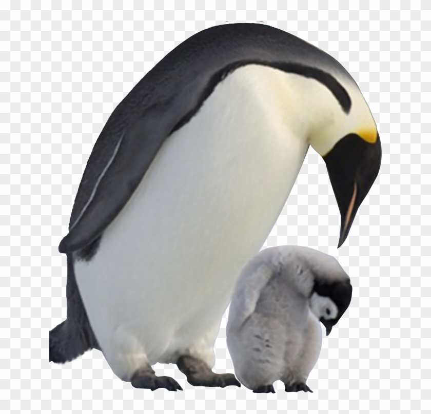 Detail Penguin Transparent Nomer 23