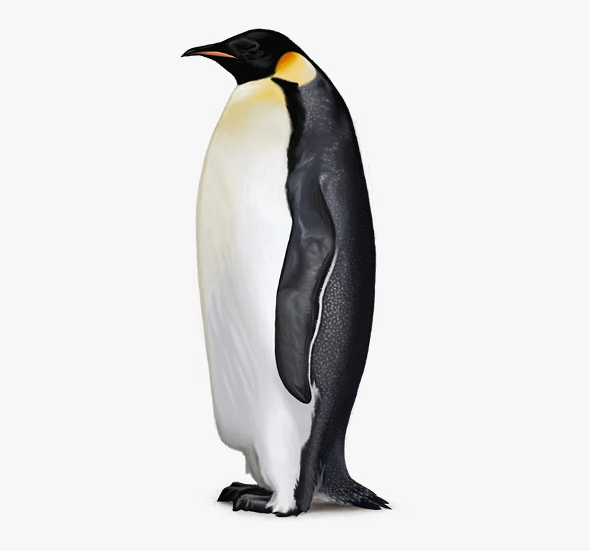 Detail Penguin Transparent Nomer 2