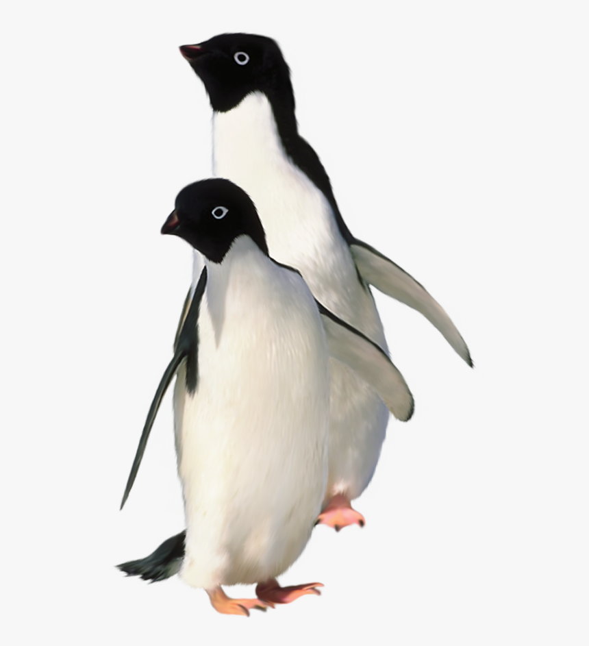 Detail Penguin Transparent Nomer 32