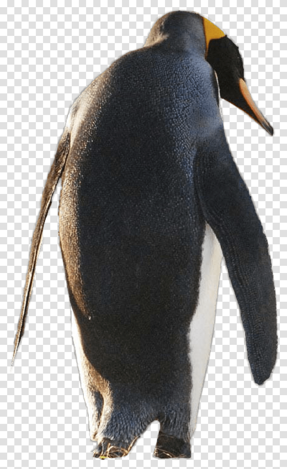 Detail Penguin Transparent Nomer 35