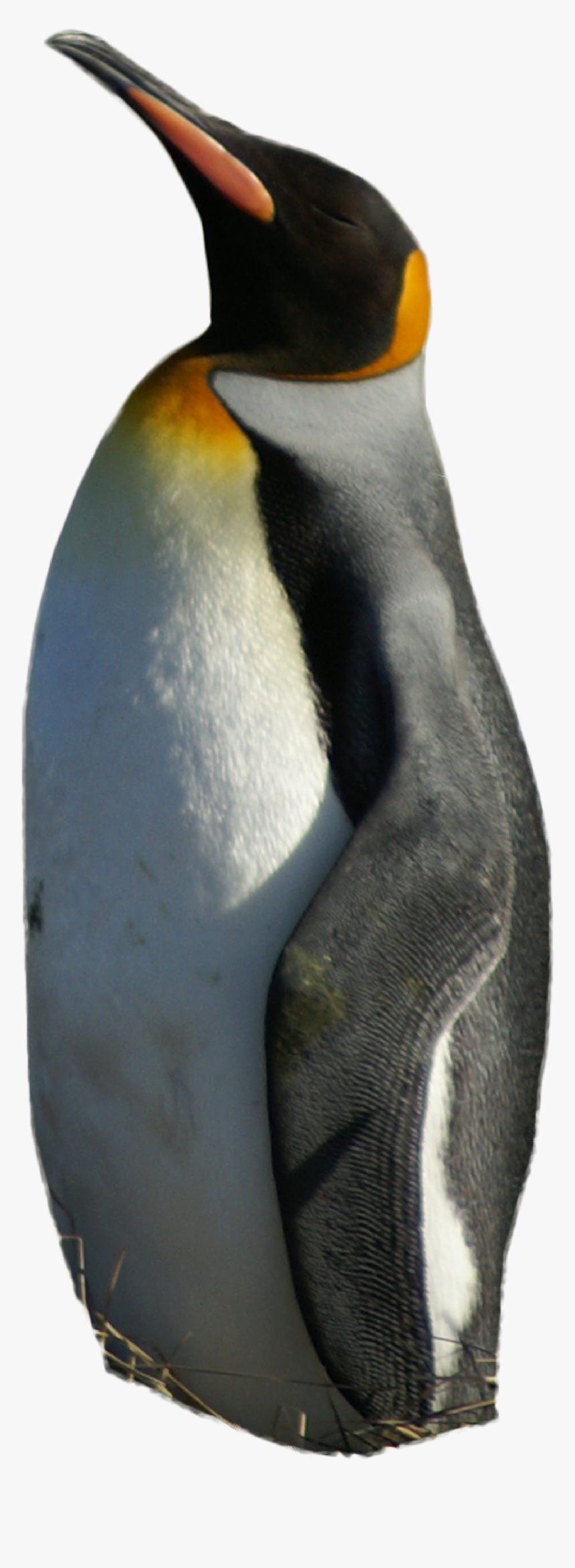 Detail Penguin Transparent Nomer 38