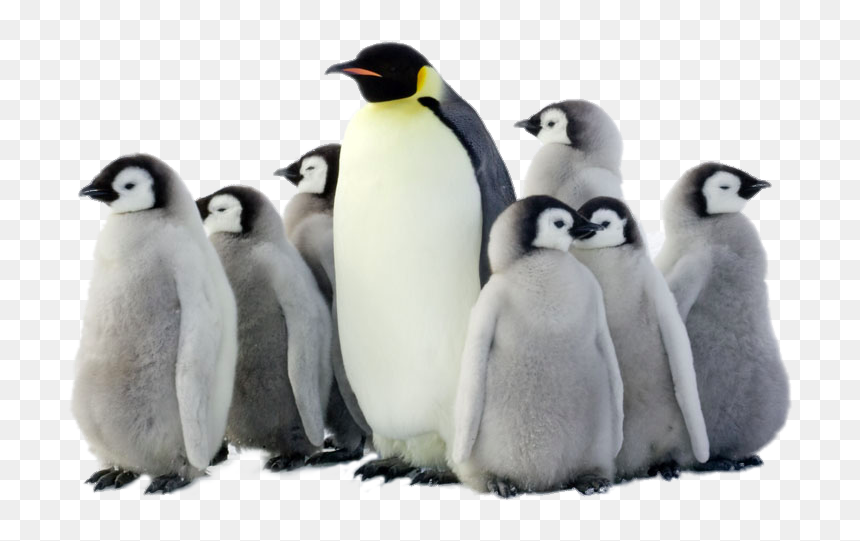 Detail Penguin Transparent Nomer 41