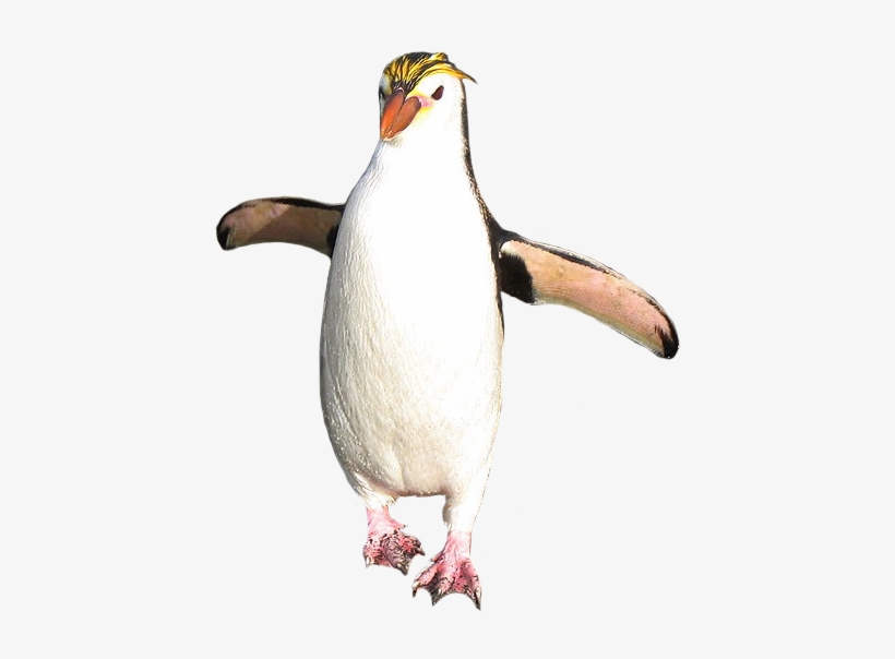 Detail Penguin Transparent Nomer 44