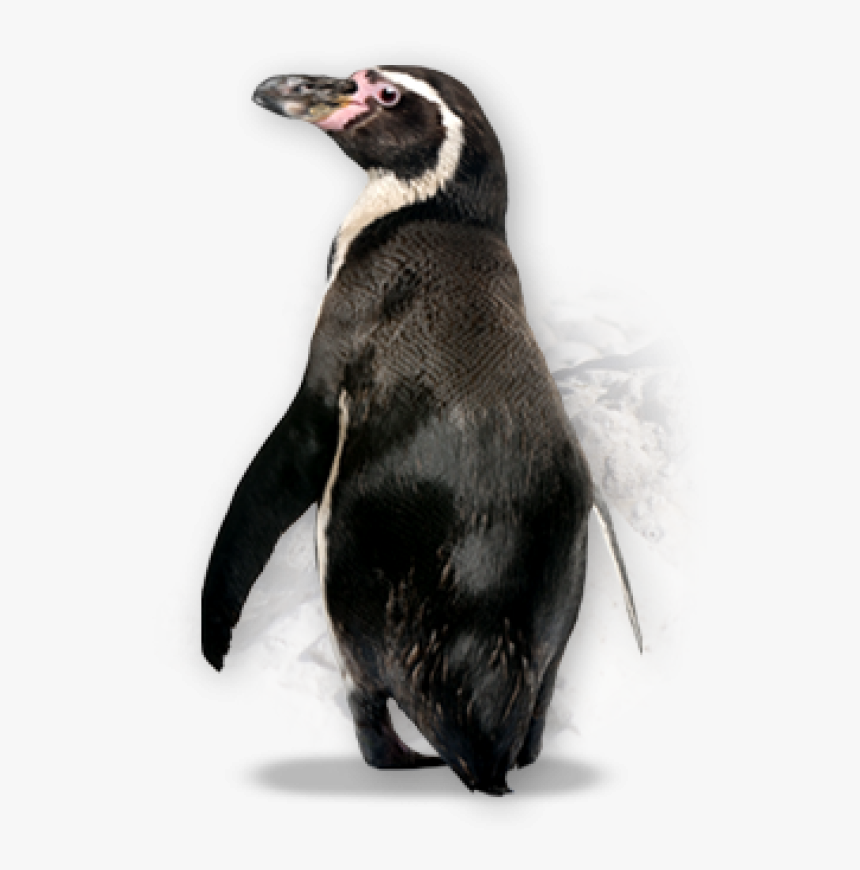 Detail Penguin Transparent Nomer 49