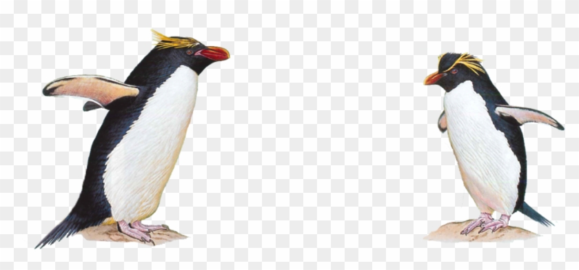 Detail Penguin Transparent Nomer 53
