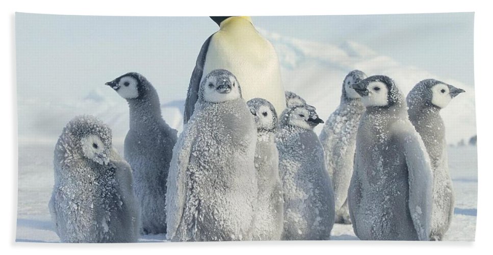 Detail Penguins Beach Towel Nomer 43