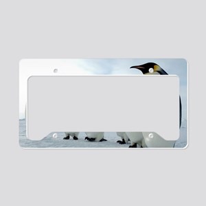 Detail Penguins License Plate Frame Nomer 30
